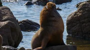 Das dominante M&auml;hnenrobben-M&auml;nnchen bewacht seinen Strandabschnitt.
