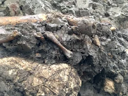 W&auml;hrend der Dreharbeiten geborgene Knochenreste.  Die Verwendung des sendungsbezogenen Materials ist nur mit dem Hinweis und Verlinkung auf RTL+ gestattet.