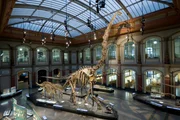 Im Lichthof des Museums f&uuml;r Naturkunde in Berlin werden Fossilien von Tieren und Pflanzen ausgestellt. Der Giraffatitan, der aus der deutschen Tendaguru-Expedition Anfang des 20. Jahrhunderts stammt, hat eine beeindruckende H&ouml;he von &uuml;ber 13 Metern.
