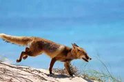 Mit einer Länge von mehr als 650 Kilometern ist der Guadalquivir der längste Fluss Andalusiens und der fünftlängste Spaniens. Er entspringt im Gebirgszug der Sierra de Cazorla im Nordosten Andalusiens und mündet am Golf von Cádiz in den Atlantik. Mit einem Fuchs (im Bild), der als Hauptfigur dieser Dokumentation als einziger Überlebender seines Rudels flussabwärts wandert, erlebt der Zuschauer spektakuläre Landschaften und begegnet vielen ihrer charakteristischen Bewohner. Weiteres Bildmaterial finden Sie unter www.br-foto.de.