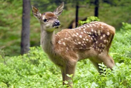 Hirschkalb.