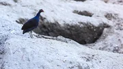 Bismarck-Großfußhuhn, seine Küken sind beim Schlüpfen weit entwickelt und bereits ab dem ersten Tag flugfähig und von den Eltern unabhängig. Rabaul, Neubritannien, Papua Neuguinea