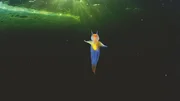 Ein Meeresengel schwebt in arktischen Gewässern. Name und Aussehen täuschen, der 'Engel' ist ein teuflischer Jäger.