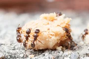 Der berühmte Broadway in New York City aus ungewohnter Perspektive - als Ameisenland. Die sogenannten Pavement Ants gehören mit zu den ältesten Bewohnern des Big Apple. Heute ist ihre Verdauung so an Fast Food angepasst, dass sie selbst den fettigsten Hot Dog mühelos verarbeiten können.