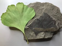 Vor 290 Millionen Jahren wuchsen Gingkob&auml;ume am S&uuml;dpol. Mit Hilfe ihrer modernen Verwandten wollen WissenschaftlerInnen herausfinden, wie es den Pflanzen gelang, die monatelange Dunkelheit der Polarnacht zu &uuml;berstehen.