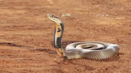 Snake.