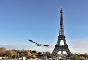 Der Wanderfalke im Anflug auf den Eiffelturm. Er ist der Meister der Lüfte  im Sturzflug erreicht der Vogel bis zu 350 km/h.  +++ Die Verwendung des sendungsbezogenen Materials ist nur mit dem Hinweis und Verlinkung auf RTL+ gestattet. +++