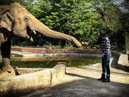 Elefant Kaavan und Cher