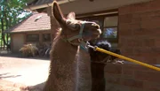 Leinentraining im Tierpark mit einem Alpaka-Lama Duo.