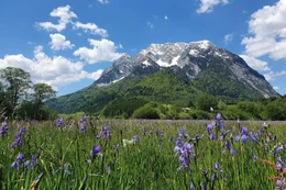 Iriswiese bei P&uuml;rgg‐Trautenfels.