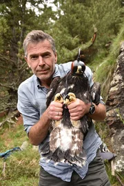 Adler im Visier: Dirk Steffens h&auml;lt einen jungen Steinadler, damit das Tier mit einem GPS-Sender ausgestattet werden kann. Die Daten seiner Flugrouten sollen helfen, den Adler zu sch&uuml;tzen.