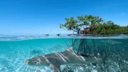 Die Mangroven sind nicht so gefährlich wie das offene Meer. Trotzdem müssen die kleinen Zitronenhaie auch hier ums Überleben kämpfen.