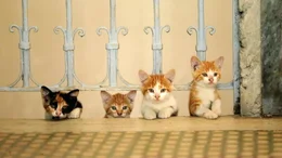Sari's Katzenbabys  +++ Die Verwendung des sendungsbezogenen Materials ist nur mit dem Hinweis und Verlinkung auf RTL+ gestattet. +++