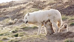 Wolves