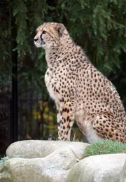 Leopard Sadegh braucht eine Herausforderung. Kein Problem für seinen Pfleger. Er hat immer neue Ideen. Leopard Sadegh braucht eine Herausforderung. Kein Problem für seinen Pfleger. Er hat immer neue Ideen.