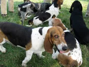 Basset Hounds. Basset Hounds.