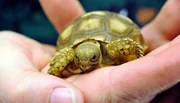 Drei Wochen alte Spornschildkröte im Tierpark Berlin Drei Wochen alte Spornschildkröte im Tierpark Berlin