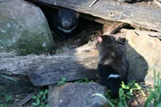 Erst nach etwa 8 Monaten lässt das Weibchen der Tasmanischen Teufel ihre Jungen alleine im Versteck.