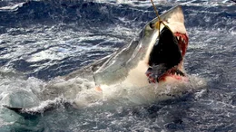A great white attacks the bait.