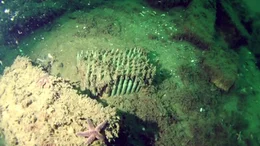 Jahrzehntealte Bomben, Minen und Torpedos liegen noch immer auf dem Grund der Ostsee und setzen schleichend Giftstoffe frei.