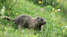 K&auml;ltespezialisten wie die Murmeltiere m&uuml;ssen immer weiter nach oben wandern.