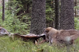 Der St&auml;rkere gewinnt: Wenn ein Wolf seine Nahrung behalten will, muss er sich durchsetzen k&ouml;nnen.