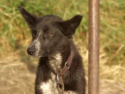 One of Pat Moore's dogs in his yard. This dog is watching Pat’s returned dog handler Sean Lavelle prepare the dog food.