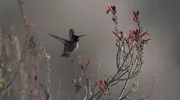 Kolibri: Ohne Nektar würde er in nur wenigen Stunden verhungern, denn er hat eine der höchsten Stoffwechselraten unter den Tieren.