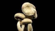 Magic Mushrooms, Zauberpilze heißen sie auch wegen ihrer halluzinogenen Wirkung