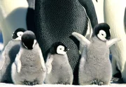 Bis das Weibchen zur&uuml;ckkehrt, um die Brutpflege zu &uuml;bernehmen, muss das M&auml;nnchen mit den frisch geschl&uuml;pften Pinguin-K&uuml;ken bis zu zwei Monate ohne Nahrung auskommen.