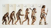 Die Evolution des Menschen
