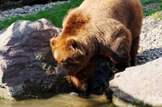Kamchatka brown bear