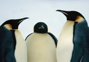 Das Ziel der Pinguine ist eine etwa 200 Kilometer landeinw&auml;rts gelegene Brutkolonie, wo sie sich paaren.