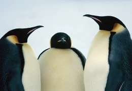 Das Ziel der Pinguine ist eine etwa 200 Kilometer landeinw&auml;rts gelegene Brutkolonie, wo sie sich paaren.