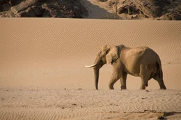 Elefant