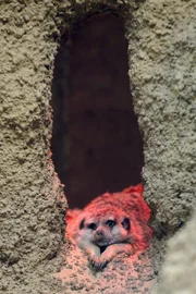 Bei den Erdmännchen gibt es oft nur ein Thema: Fressen! Um den frechen Tieren Abwechslung zu bieten, haben sich Tierpfleger eine ganz eigene Fütterungsmethode ausgedacht: Mehlwürmer im Futternetz.