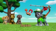 L-R: Skye, Chase, Zuma, Rocky