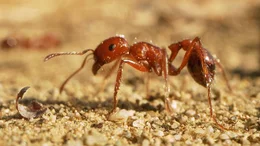 An ant