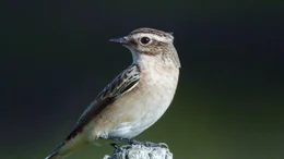 Braunkehlchen Weibchen Ansitz bevorzugt auf Zaunpf&auml;hlen.