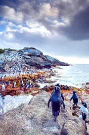 Sauberkeit geht vor: Bevor die Snarespinguine auf Fischzug gehen, reinigen sie penibel ihr Gefieder. Sauberkeit geht vor: Bevor die Snarespinguine auf Fischzug gehen, reinigen sie penibel ihr Gefieder.