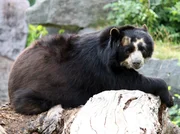 Die Brillenbären zählen zu den bedrohten Tierarten. Deshalb wird auch in der Wilhelma sehnsüchtig auf Nachwuchs gewartet.