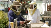 Grissom (William Petersen) und Sara (Jorja Fox) k&uuml;mmern sich um den Bienenstock.