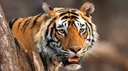 Tiger sind die gr&ouml;&szlig;ten Raubkatzen der Welt und waren in vielen W&auml;ldern Asiens einst weit verbreitet.