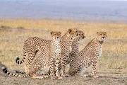 Five adolescent cheetahs on a hunt together in the Kenyan savannah.