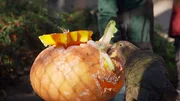 Auch der Kea knabbert am präparierten Kürbis.