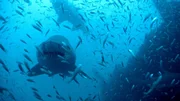 Diese Sandtigerhaie versammeln sich an einem alten Schiffswrack, um ihre Jungen zu bekommen, die in ihrem Körper geschlüpft sind.