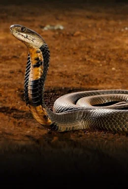 Snake.