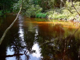 Wo einst hohe Gebirge aus den Urmeeren emporragten und heute eine sanfte, h&uuml;gelige Landschaft das n&ouml;rdliche Waldviertel pr&auml;gen, entspringt ein Fluss, der bis zu seiner M&uuml;ndung in die Donau eine faszinierende Vielfalt an geologischen Gegebenheiten durchflie&szlig;t: der Kamp. Es ist die Lebensader f&uuml;r eine vielf&auml;ltige Flora und Fauna, aber auch f&uuml;r die Menschen, die hier im Lauf der Zeit eine spezifische Lebenskultur entwickelt haben. Der Film verfolgt den Fluss im Wandel der Jahreszeiten - eine spannende Reise durch ein faszinierendes Tal und seine Geschichte.