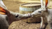Erdferkel im Kölner Zoo beim Erstkontakt. Erdferkel im Kölner Zoo beim Erstkontakt.