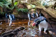 Snarespinguine haben auf Snares Island im Süden Neuseelands mit ihren kleinen Füßen ein Labyrinth aus Wegen in den Wald getreten. Über Stock und Stein legen sie alljährlich bis zu einen Kilometer Strecke zurück, um zu ihrer Brutkolonie im Wald zu gelangen. Snarespinguine haben auf Snares Island im Süden Neuseelands mit ihren kleinen Füßen ein Labyrinth aus Wegen in den Wald getreten. Über Stock und Stein legen sie alljährlich bis zu einen Kilometer Strecke zurück, um zu ihrer Brutkolonie im Wald zu gelangen.